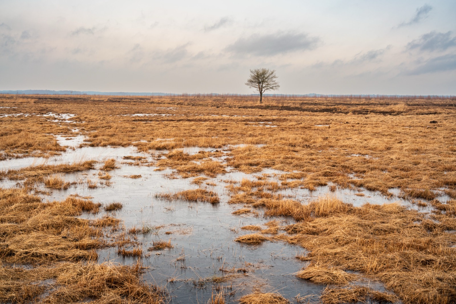 Weids polderlandschap met één boom en plassen water